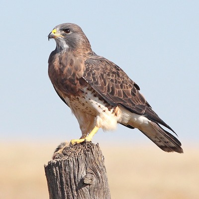 Cetrería y aves rapaces